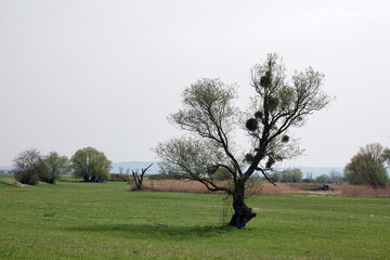 Baum mit Misteln bei Gernsheim im Ried