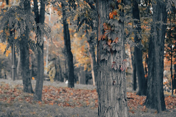 Fototapeta premium Autumn park. Fall in the forest. Landscape in restrained colors. Autumn background. Orange and gray colors. Orange leaves.