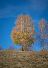 Obraz premium Colorful birch tree in the fall with dried leaves on a sunny day