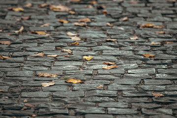 Yellow autumn leaves on a cobblestone in a city park. Fall landscape. Golden autumn. October weather. Autumn in the city park. Yellow foliage.