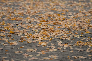 Yellow autumn leaves on a cobblestone in a city park. Fall landscape. Golden autumn. October weather. Autumn in the city park. Yellow foliage.