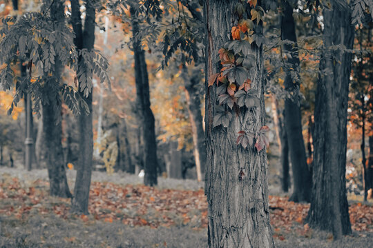 Autumn Park. Fall In The Forest. Landscape In Restrained Colors. Autumn Background. Orange And Gray Colors. Orange Leaves.