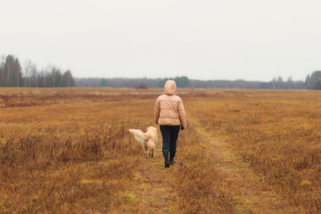 Naklejka na ściany i meble A woman walks with a dog, a golden retriever in the autumn forest.