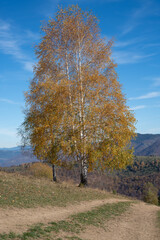 Colorful birch tree in the fall with dried leaves on a sunny day