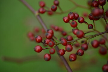 small red rose hips close-up on a branch, green fruits antioxidants, red texture on a green background, abstract gradient, blurred silhouette, organic, healthy berry, fruit tea, healthy food	
