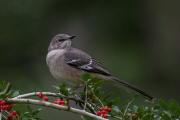 Mocking bird in a branch