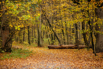 the road through the old park covered with golden leaves