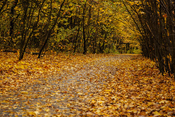 the road through the old park covered with golden leaves