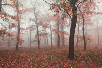 Mystical forrest in Czechia, filled with red leaves and fog in autumn.