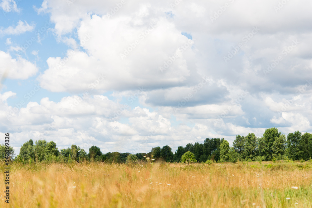 Sticker Beautiful meadow field with fresh grass and yellow dandelion flowers in nature against a blurry blue sky with clouds.