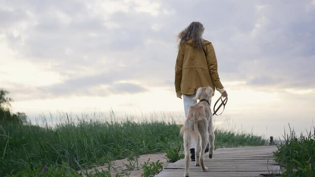 4k Young woman is leading dog and walking on sea coast on summer day spbd. Rear view of caucasian female holds leash and leads white greyhound, reaches shore and watches natural views. Beautiful lady