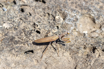 An ordinary praying mantis on a stone. The mantis is religious. Mantis religiosa.
