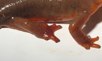 Close-up of a deformed foot of a California Newt (Taricha torosa) from Napa county, california. 