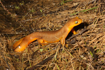 Male California Newt (Taricha torosa) waiting on the edge of a pond at night during the breeding season. 