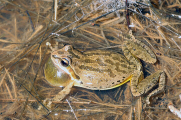 Male pacific chorus frog from Napa county, California singing at night in a wetland. © Michael