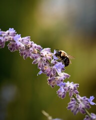 Vertical selective focus shot of a bee on a lavender