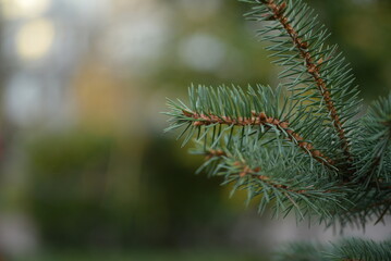 Green branches of a Christmas tree, coniferous saturated tree branches close-up, background of a tree needle