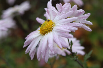 A large beautiful autumn chrysanthemum flower with drops of morning dew.