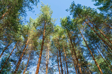 pine branch with a cone close up against the blue sky