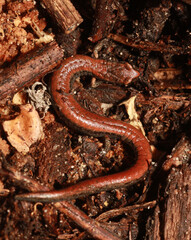 Gabilan Mountains Salamander (Batrachoseps gavilanensis) on a brown background of old plant material and soil.