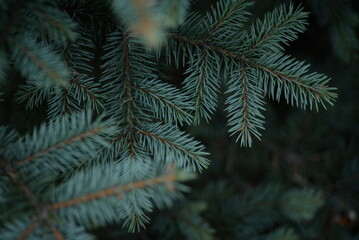 Fototapeta na wymiar Green branches of a Christmas tree, coniferous saturated tree branches close-up, background of a tree needle
