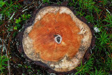 Tree stumb with orange heart - obrazy, fototapety, plakaty