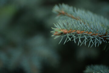 Green branches of a Christmas tree, coniferous saturated tree branches close-up, background of a tree needle