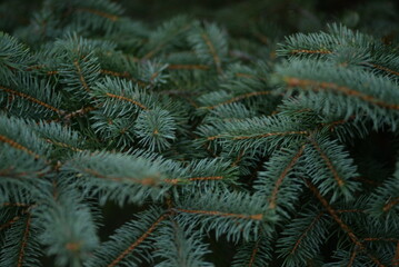 green branches of a pine tree close-up, short needles of a coniferous tree close-up on a green background, texture of needles of a Christmas tree close-up