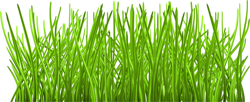 Green grass © Olga Moonlight