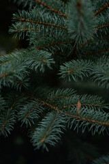 green branches of a pine tree close-up, short needles of a coniferous tree close-up on a green background, texture of needles of a Christmas tree close-up