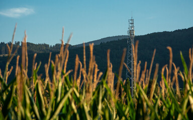 wieża telefonii komórkowej na polu kukurydzy, w tle góry porośnięte lasem - obrazy, fototapety, plakaty