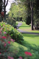 Photo taken in a park, with roses and a path.