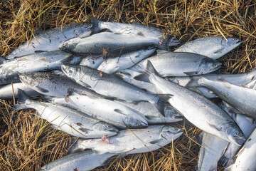 Pile of many coho salmon fish stacked on an Alaskan river bank after being caught by fishermen
