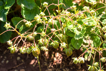 green strawberry bushes, bed on couch and garden, growing organic berries. green unripe berries in early summer.