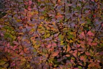 right colorful branches autumn colors red leaves of a shrub on a green background, kali dew on deep red leaves after rain, texture of autumn trees on bokeh background in city, green