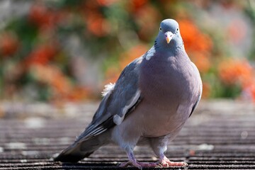 Closeup of common woodpigeon on the blurred background (Columba palumbus)
