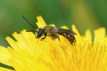 Closeup on a male common furrow bee, Lasioglossum caleatum in a yellow flower