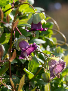 Cobaea Scandens, Cathedral Bell flowers, climbing plant native to tropical America, photographed in autumn at Wisley, Surrey UK. Flowers turn from green to purple.