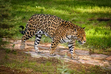 Foto op Plexiglas leopard in the zoo © yakupyener