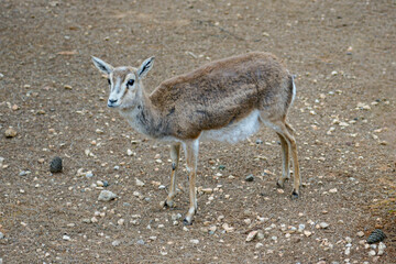 Naklejka na ściany i meble deer in the woods