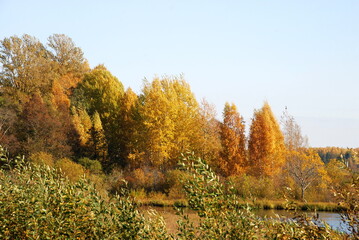 Autumn trees with bright foliage. Autumn sunny day, deciduous tall trees grow on the shore of the...