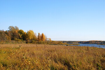 Obraz premium Autumn trees on the lake. Autumn sunny day, deciduous tall trees grow on the shore of the lake under the blue sky. The leaves on them turned yellow, red and orange coloring the landscape.