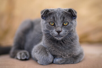 cat, British Shorthair