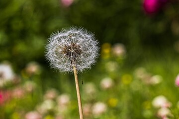 Beautiful view of the single dandelion in the field isolated on the natural background, close-up