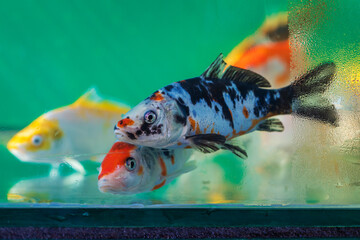 Ornamental fish in the aquarium are intended for sale in garden ponds.