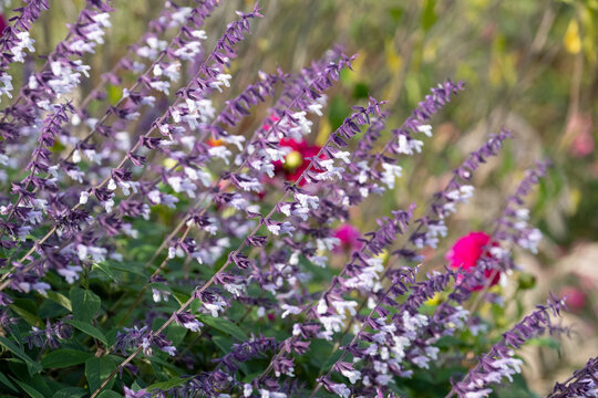 Flower bed filled with colourful purple and white long stemmed Phyllis Fancy salvia flowers, photographed in autumn in the garden at RHS Wisley, Surrey UK.