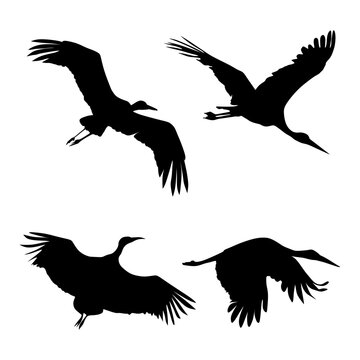 Silhouettes of storks in flight