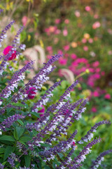 Obraz premium Flower bed filled with colourful purple and white long stemmed Phyllis Fancy salvia flowers, photographed in autumn in the garden at RHS Wisley, Surrey UK.