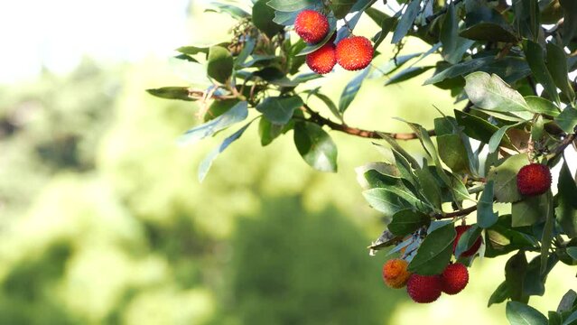 Strawberry tree or shrub ripe and unripe fruits, irish arbutus unedo harvest, cain or cane apple berries. California garden. Green leaves foliage. Mediterranean Europe flora, widespread in Ireland.