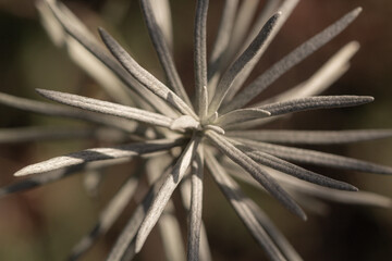 Naklejka na ściany i meble Plant Macro. Helichrysum leaves. Highly detailed photo . Macro leaves